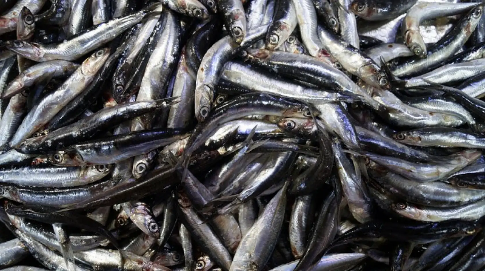 Fethiye Balık Hali'nde Yaz Sezonunun Sonuna Yaklaşılıyor