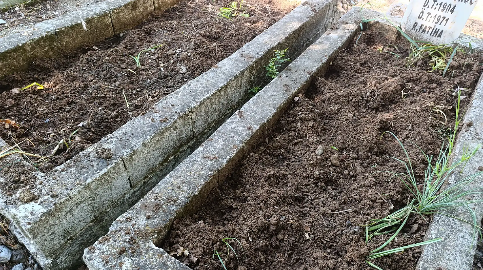 Fethiye Karapınar mezarlığında domuz talanı