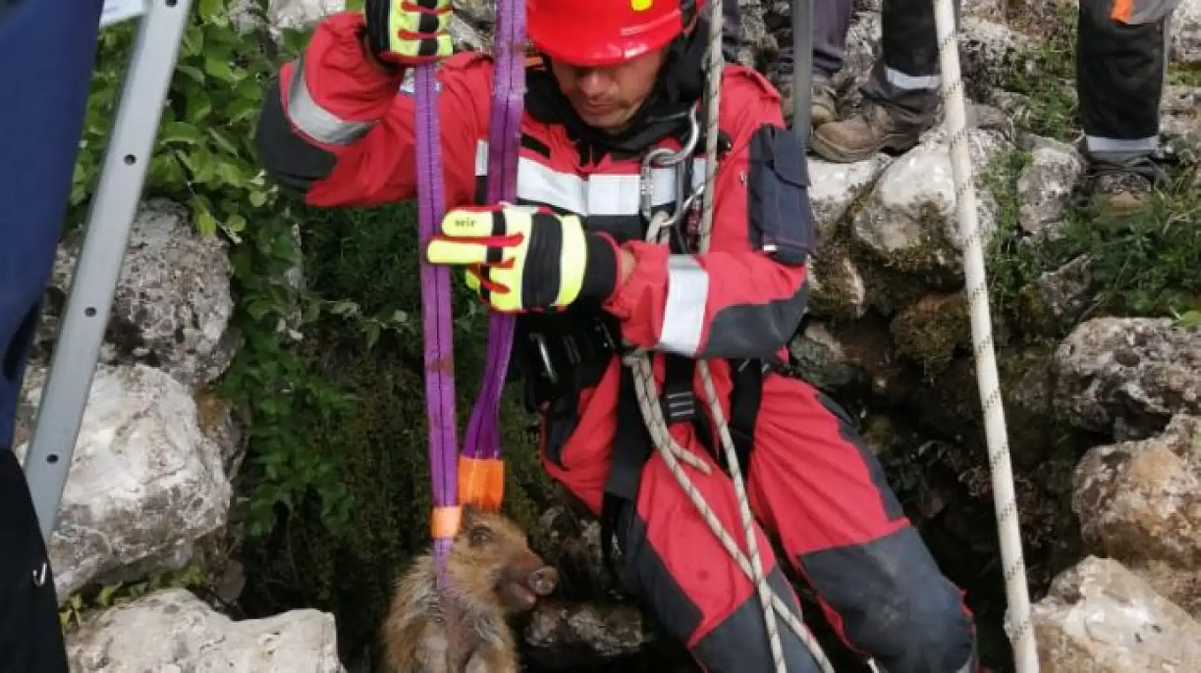 Muğla'da sulama kanalına düşen köpek ve kuyuya düşen domuz yavrusu kurtarıldı