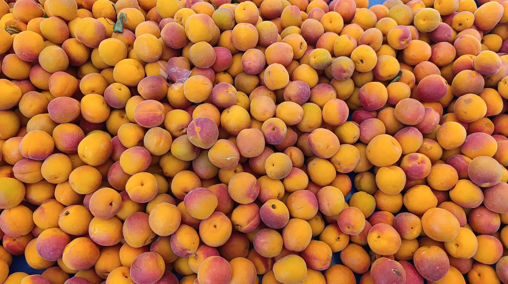 Fethiye Pazarı'nda meyve fiyatları yüksek, esnaf okul tatilini bekliyor