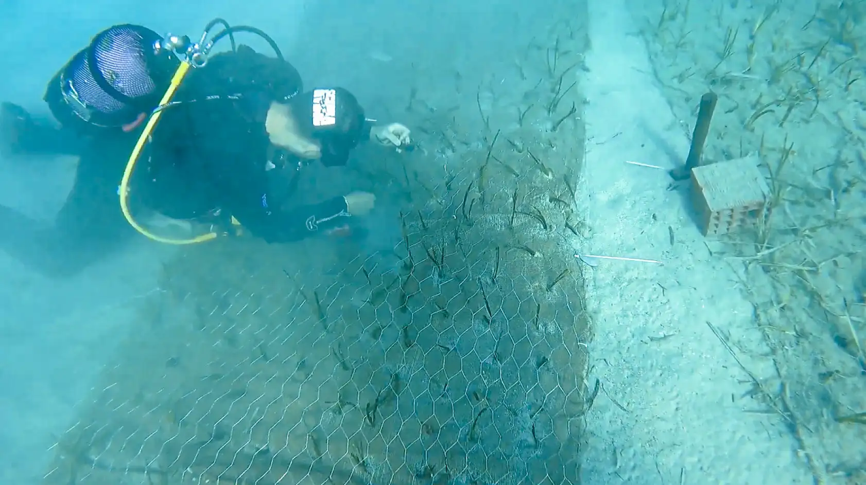 Göcek'te 2 bin yaşında deniz çayırı keşfedildi