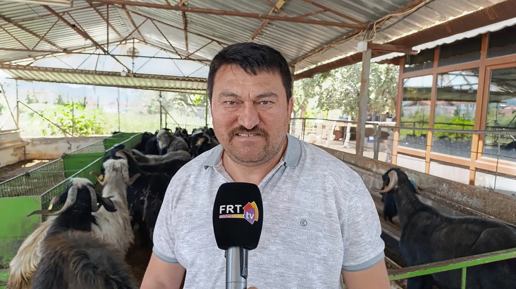 Fethiye'de kurbanlık satışları başlıyor 300 bin TL'ye büyükbaş!