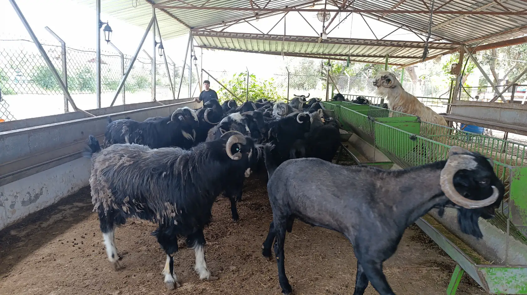 Fethiye'de kurbanlık satışları başlıyor 300 bin TL'ye büyükbaş!