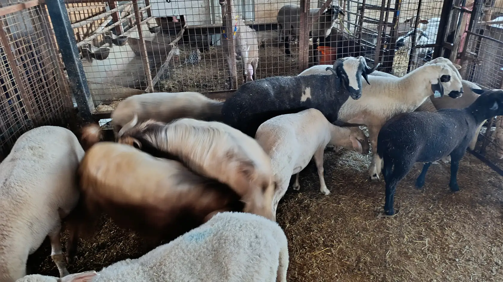 Fethiye'de Kurban Bayramı'nın 3.Gününde Kurbanlıklara Talep Arttı