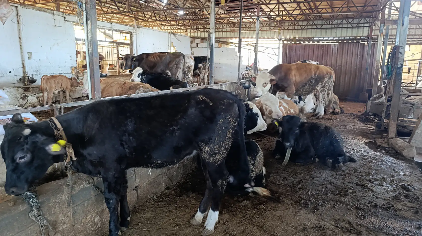 Fethiye'de Kurban Bayramı'nın 3.Gününde Kurbanlıklara Talep Arttı