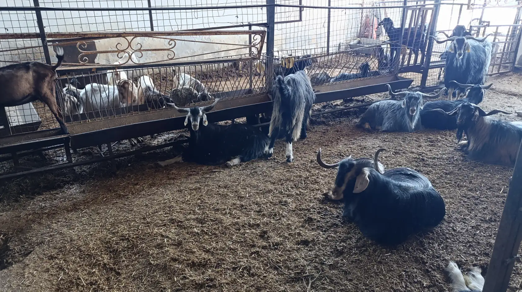 Fethiye'de Kurban Bayramı'nın 3.Gününde Kurbanlıklara Talep Arttı