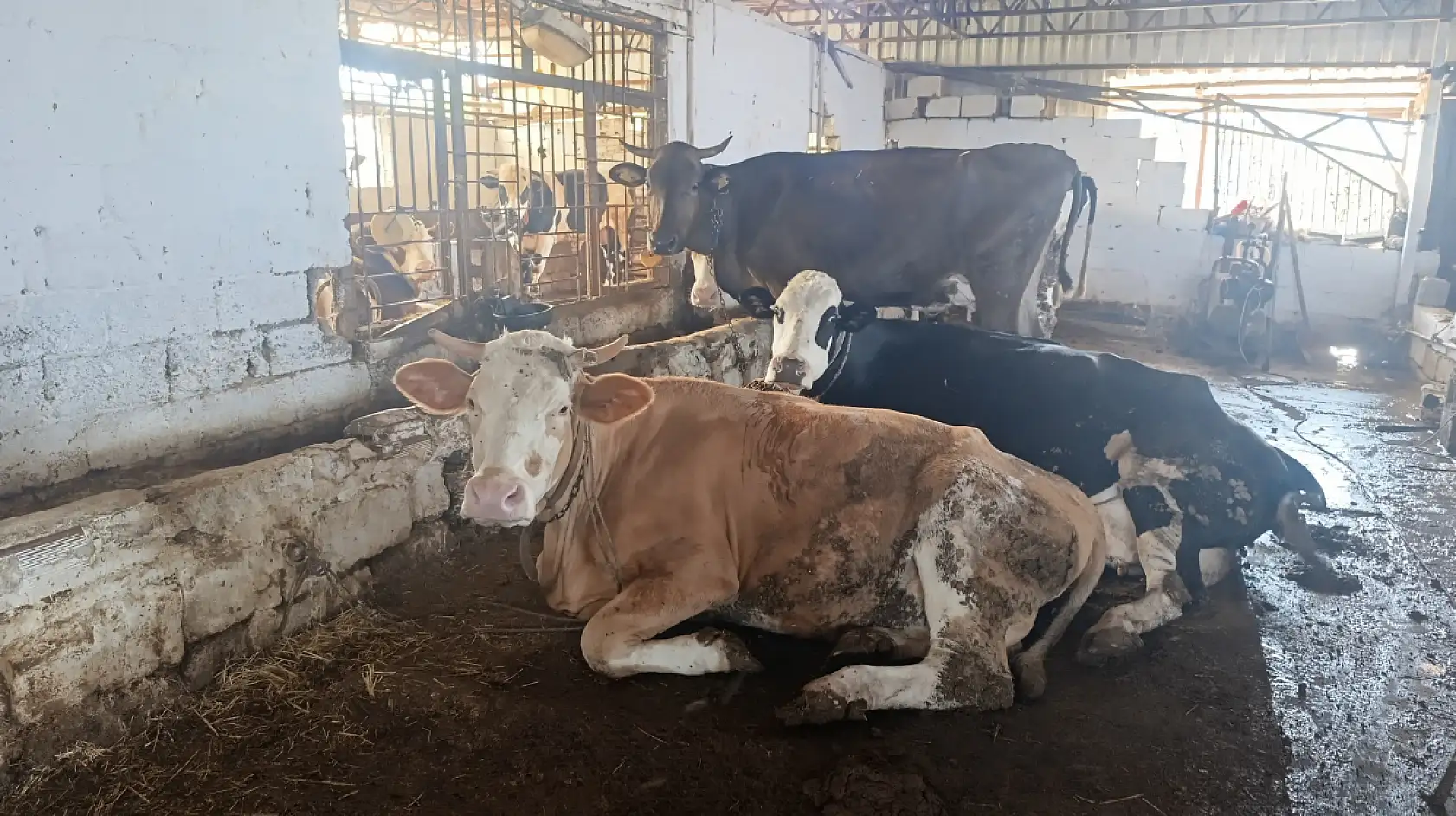 Fethiye'de Kurban Bayramı'nın 3.Gününde Kurbanlıklara Talep Arttı