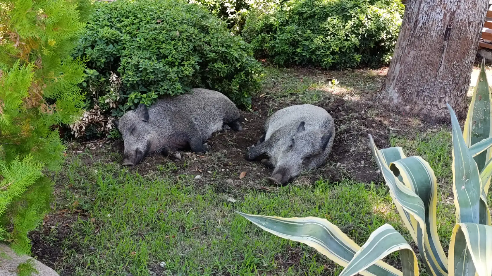 Domuzlar Fethiye Çarşı'da Gündüz Uykusunda