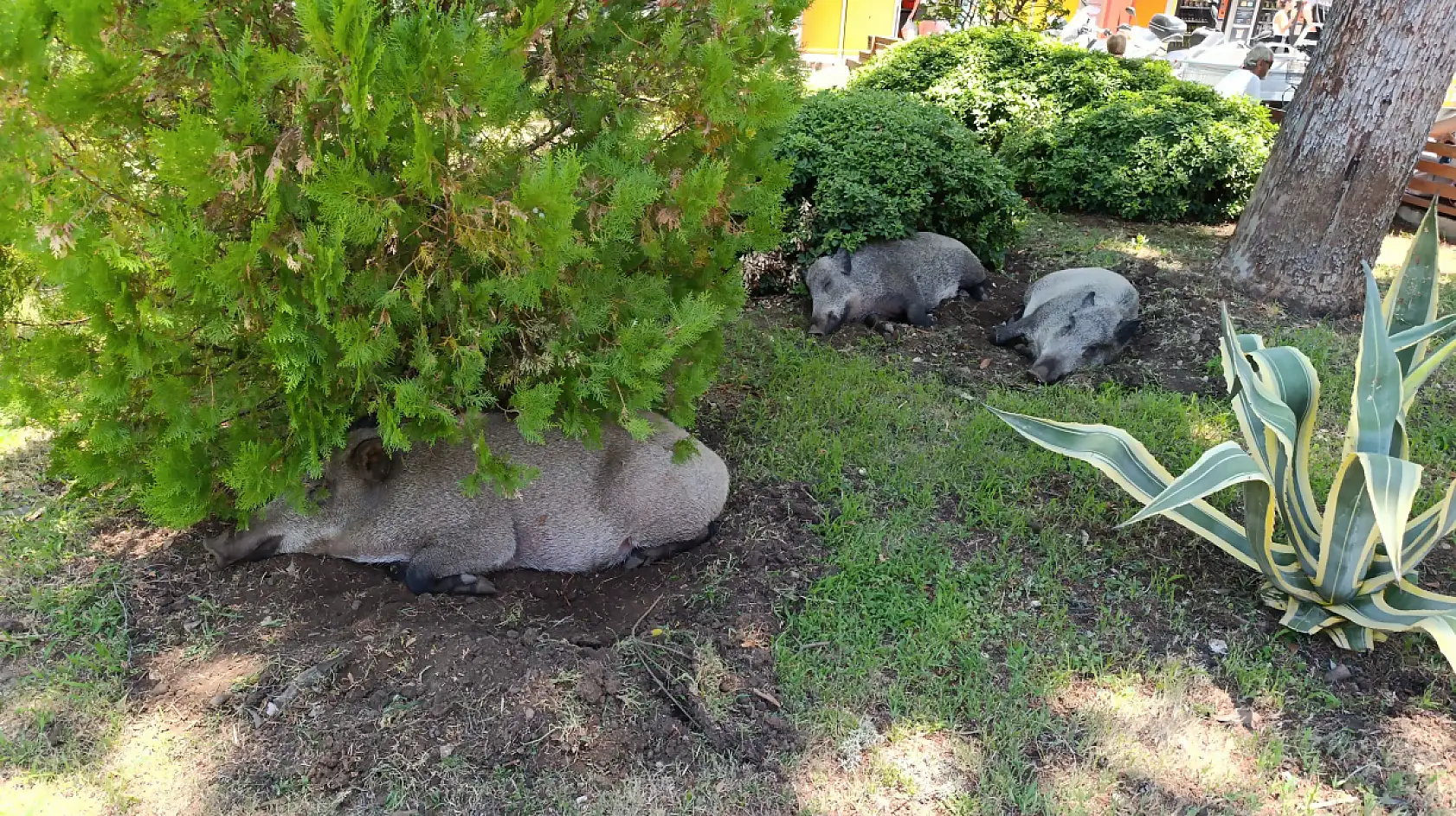 Domuzlar Fethiye Çarşı'da Gündüz Uykusunda