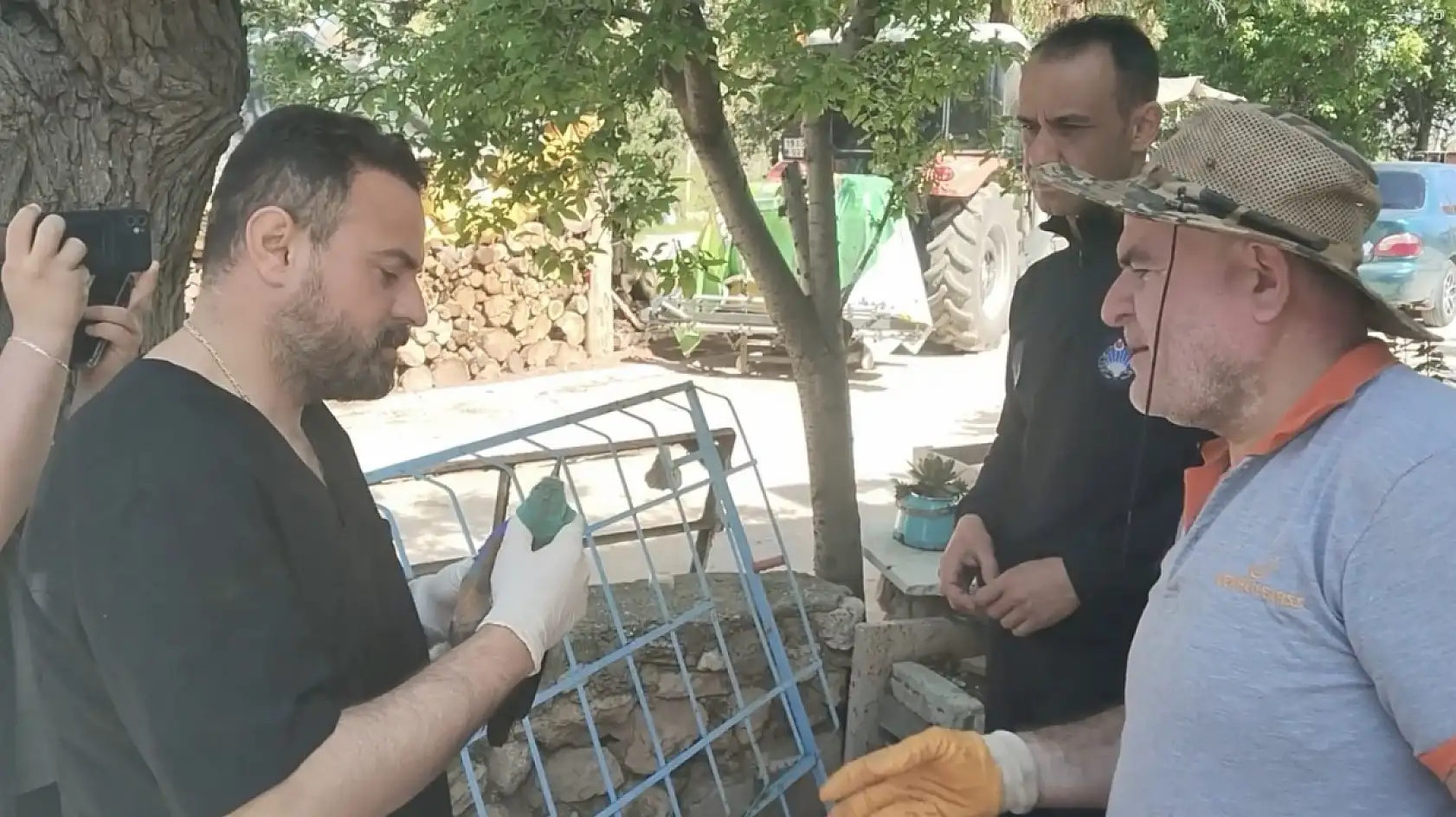 Nesli tükenmekte olan gökkuzgun Sırbistan'dan Denizli'ye uçtu