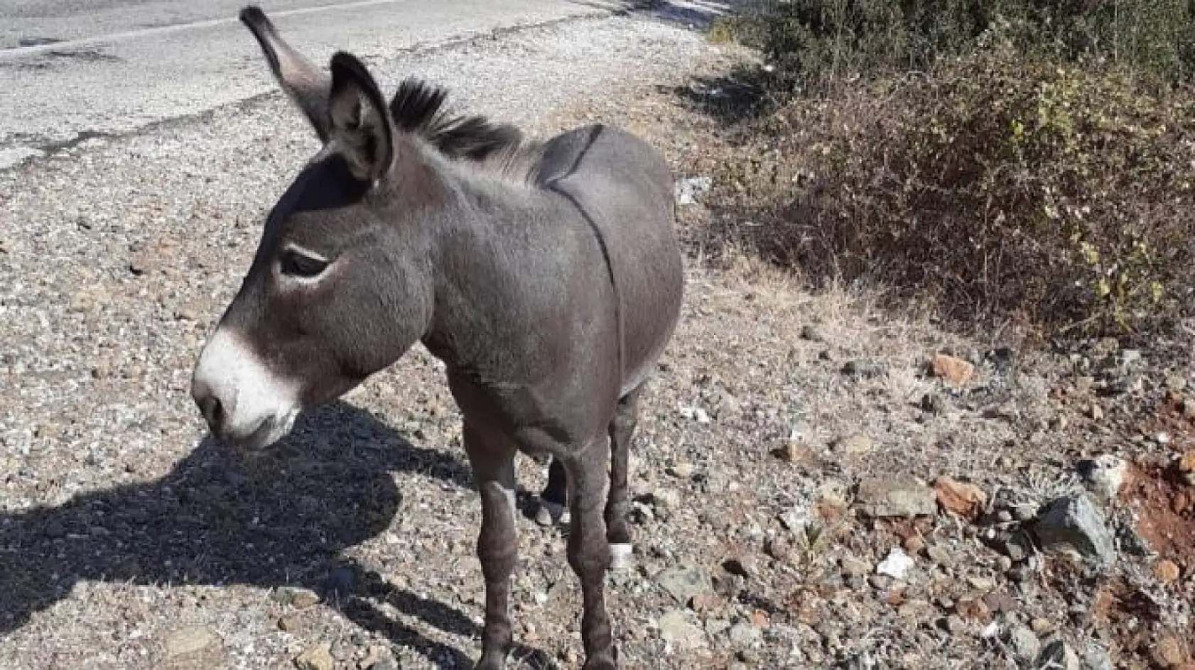 Muğla'da eşek sayısı alarm veriyor! Türkiye ortalamasının altında kaldı