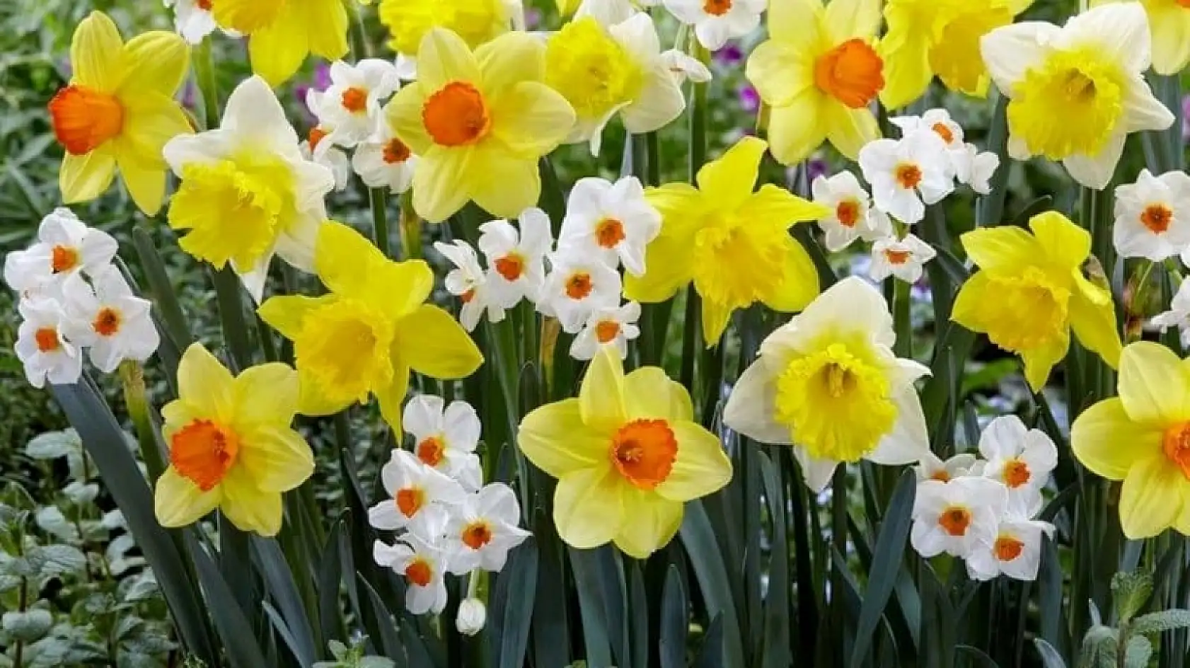 Fethiye'de Çiçekçi Gürpınar, nergis bakımının püf noktalarını anlattı