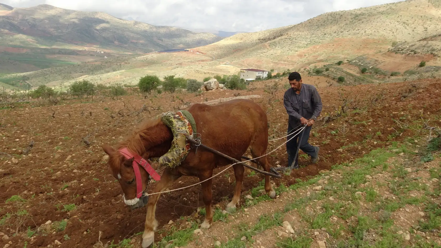 Traktörün giremediği tarlalar atla sürülüyor