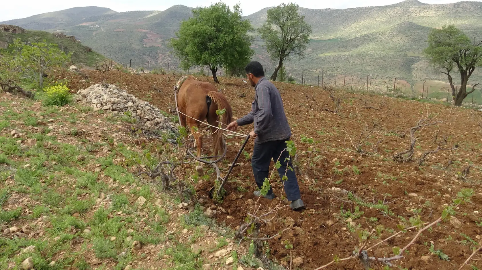 Traktörün giremediği tarlalar atla sürülüyor