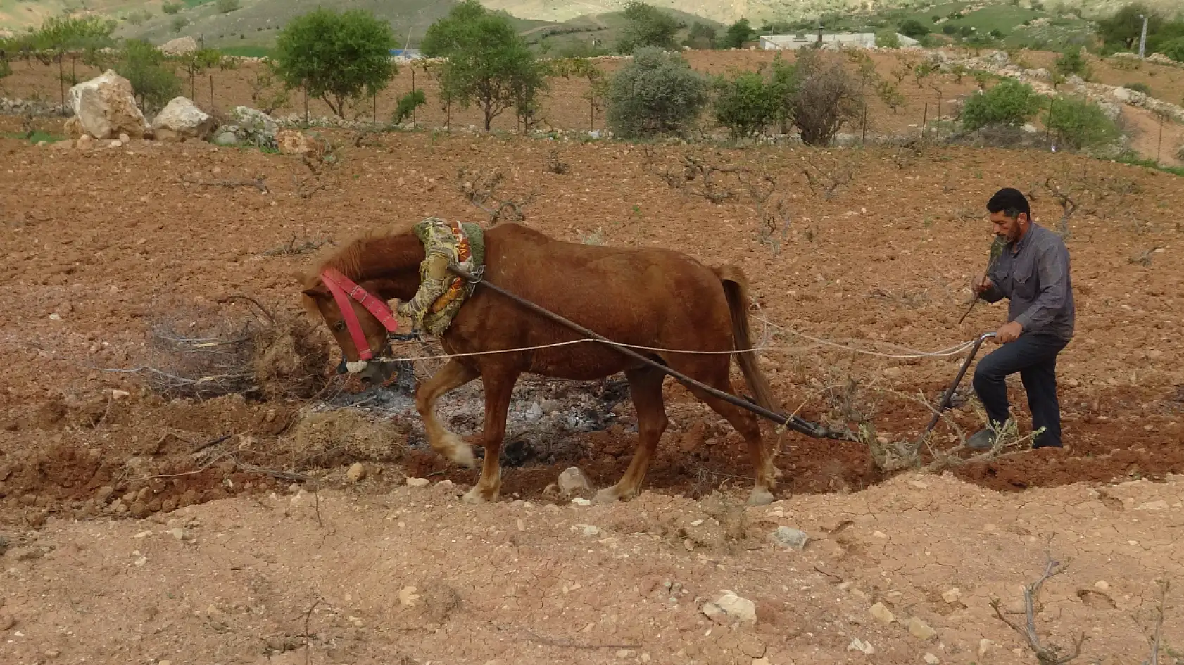 Traktörün giremediği tarlalar atla sürülüyor