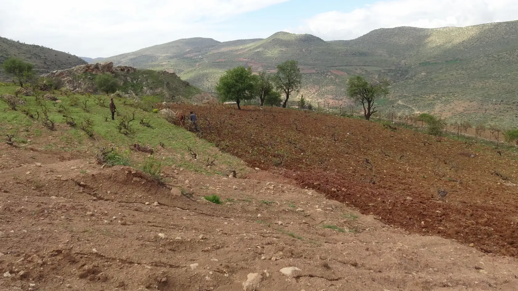 Traktörün giremediği tarlalar atla sürülüyor