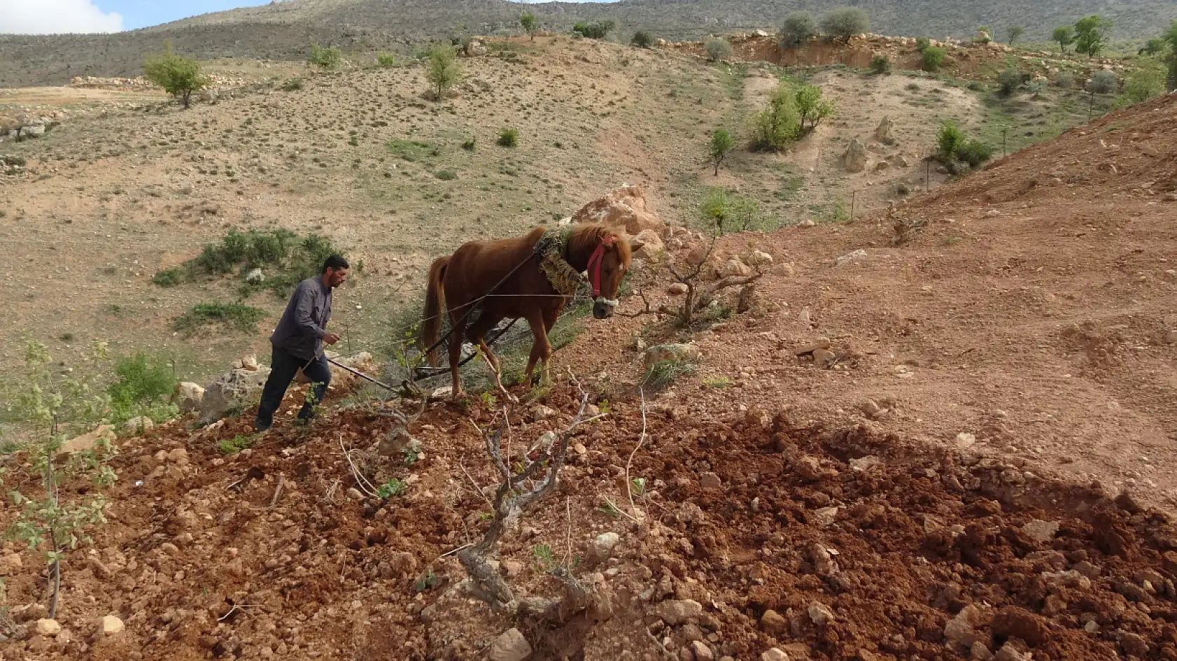 Traktörün giremediği tarlalar atla sürülüyor