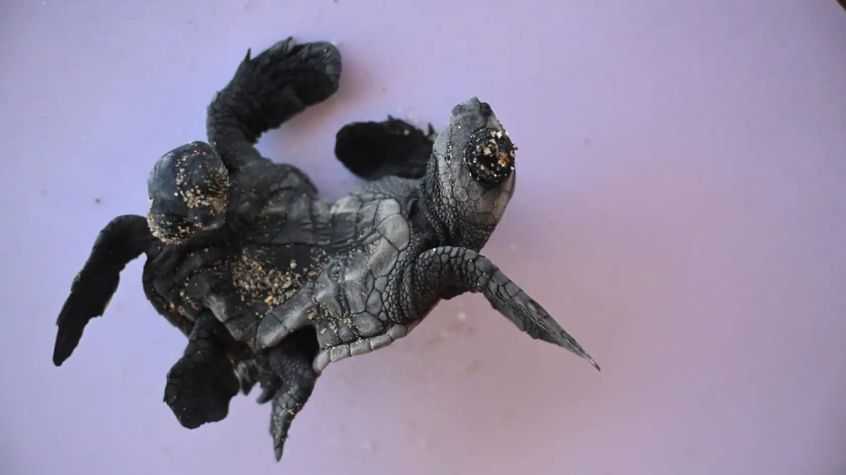 Antalya'da ender rastlanan olay: Siyam ikizi Caretta caretta yavrusu bulundu