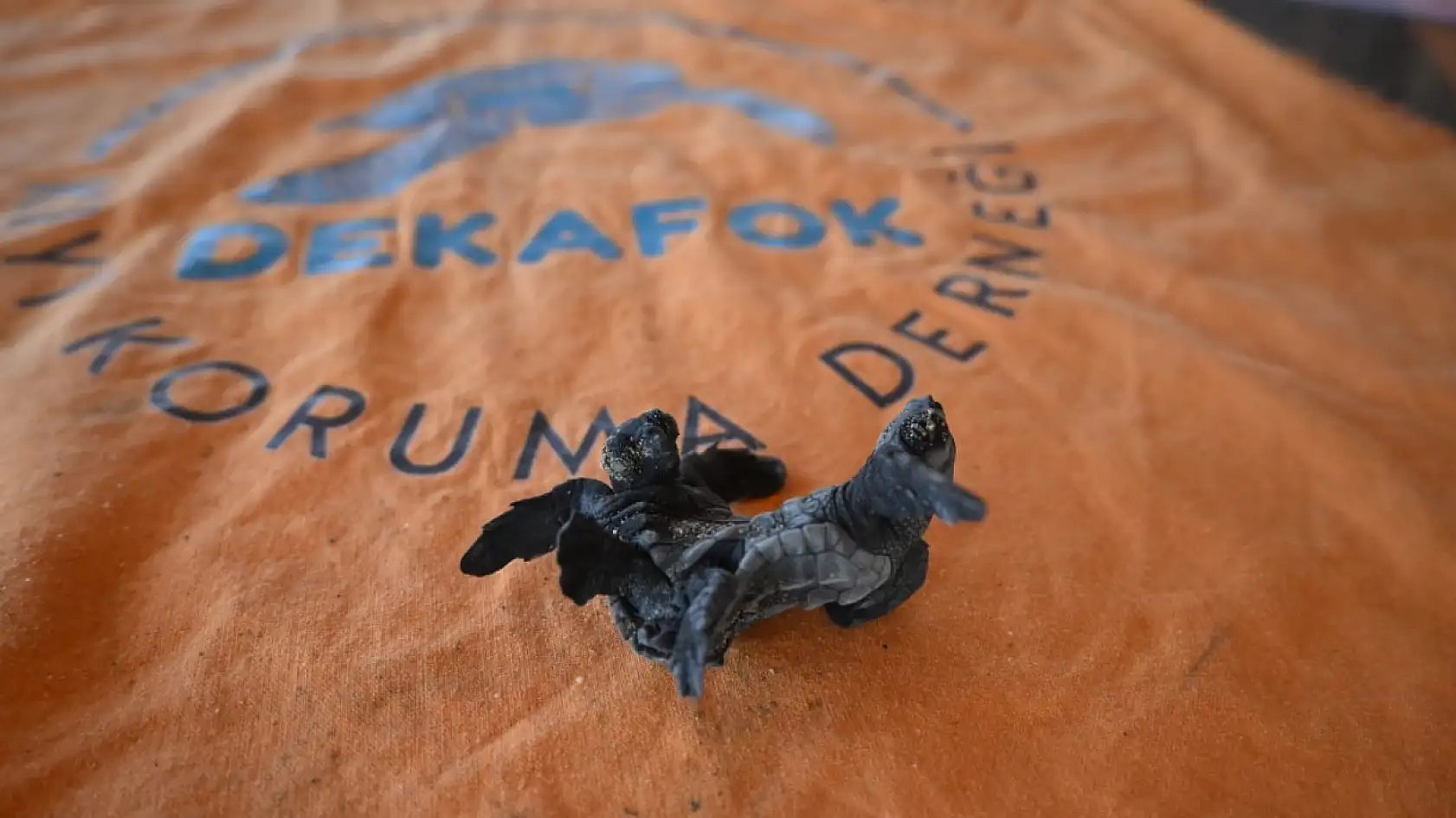 Antalya'da ender rastlanan olay: Siyam ikizi Caretta caretta yavrusu bulundu