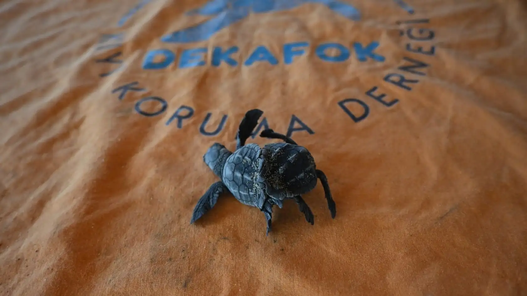 Antalya'da ender rastlanan olay: Siyam ikizi Caretta caretta yavrusu bulundu