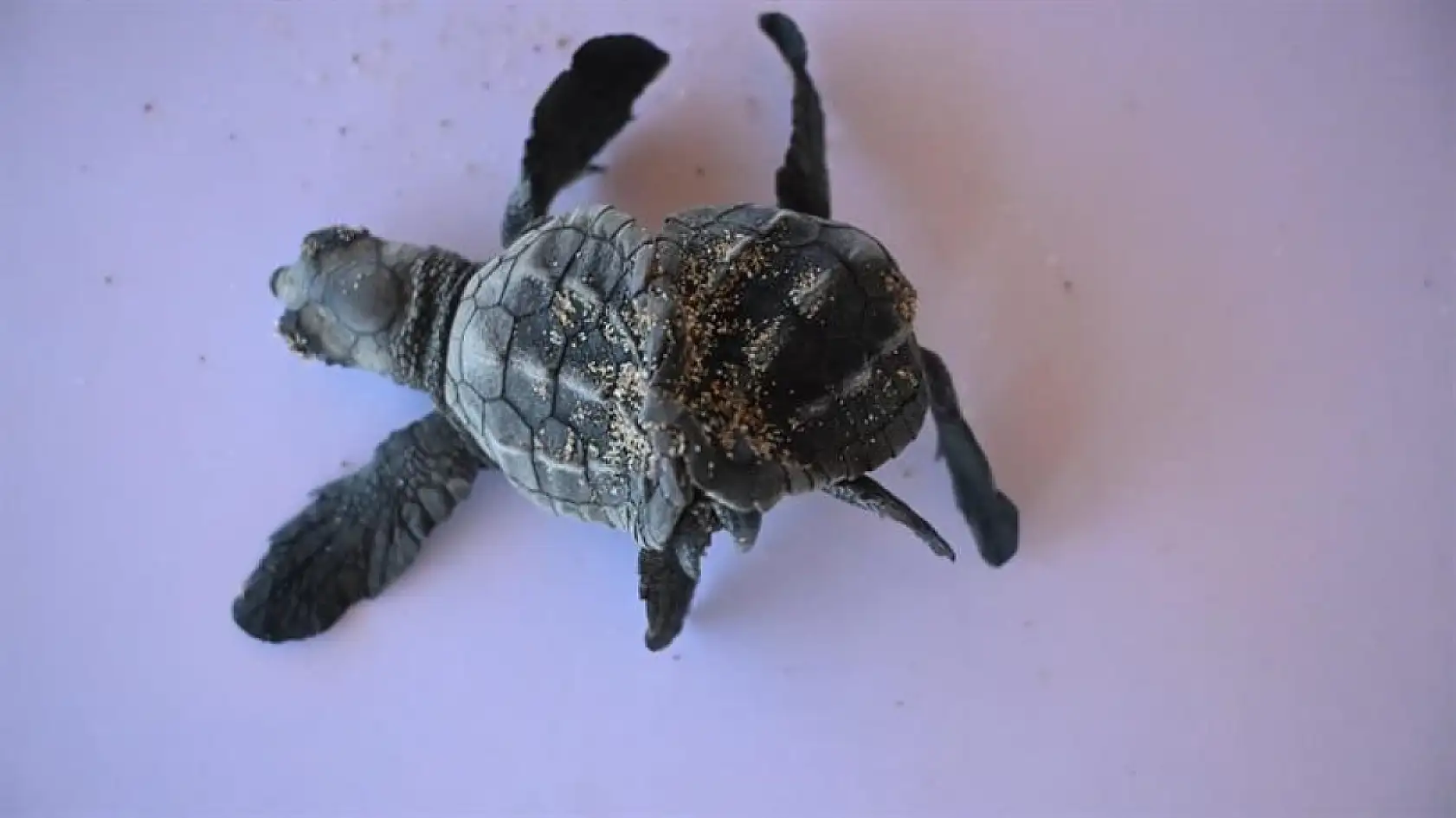 Antalya'da ender rastlanan olay: Siyam ikizi Caretta caretta yavrusu bulundu