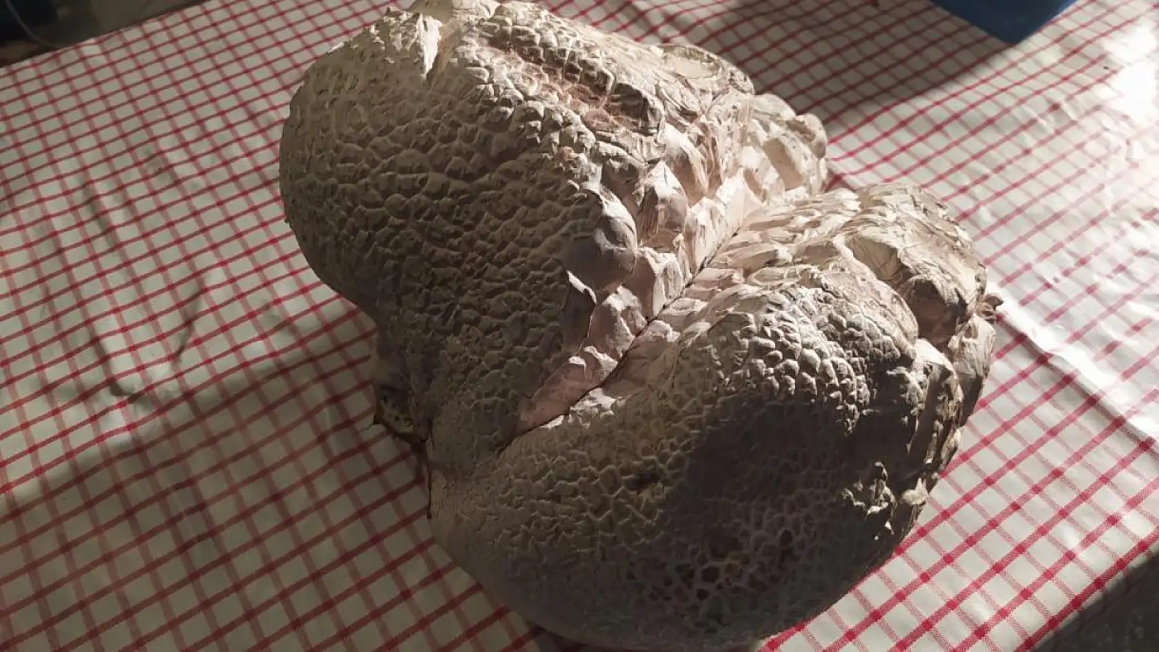 'Hayatımda ilk defa gördüm' dedi, görenler gözlerine inanamadı