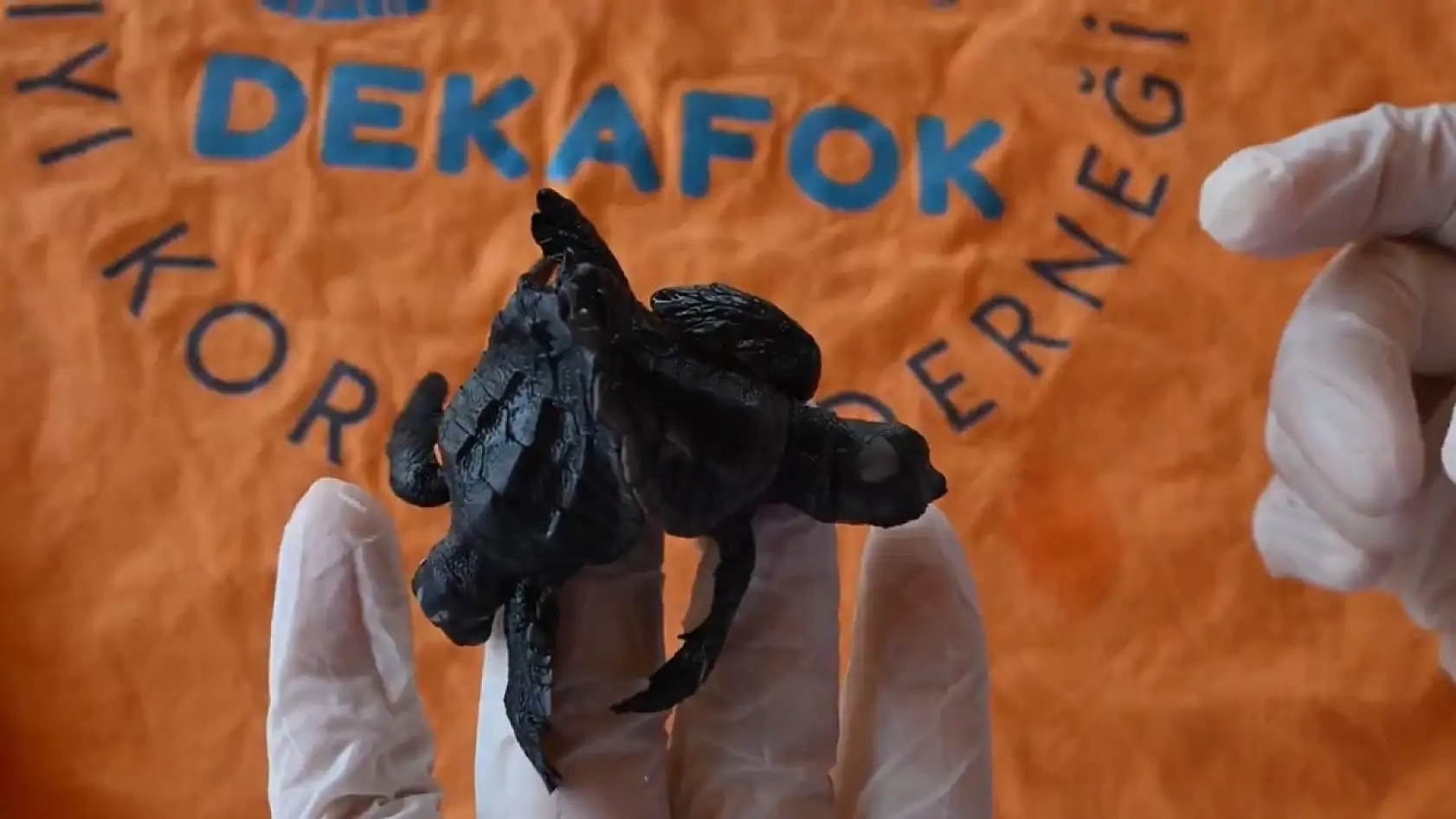 Antalya'da ender rastlanan olay: Siyam ikizi Caretta caretta yavrusu bulundu