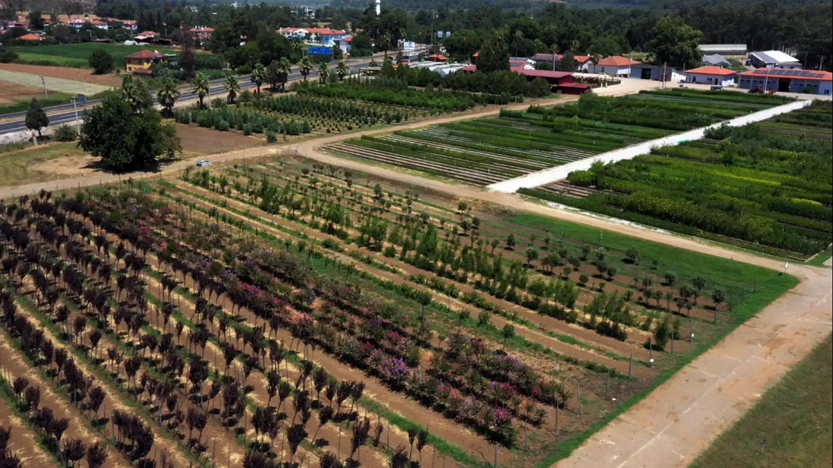 Muğla'da Yanan Sahalar Yeniden Yeşeriyor: 5 Milyon Fidan Üretim Hamlesi