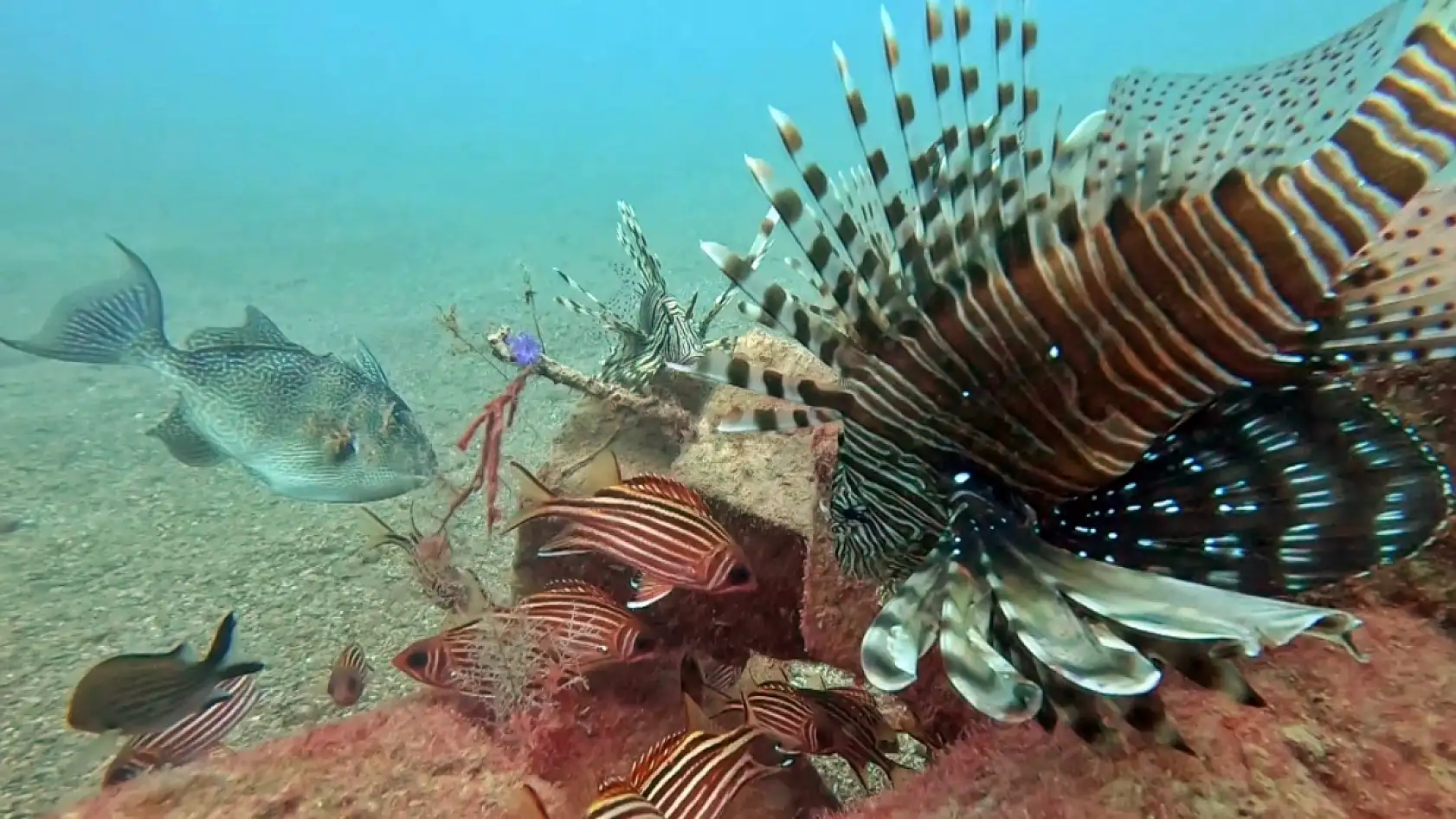 Akdeniz'de balıkların rekabeti: Kızıldeniz'den gelen balık türleri, yerli balıkları baskıladı