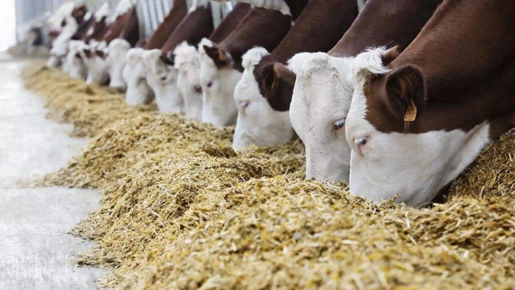 Tarım ve Orman Bakanlığı'ndan hayvancılık desteği artışı