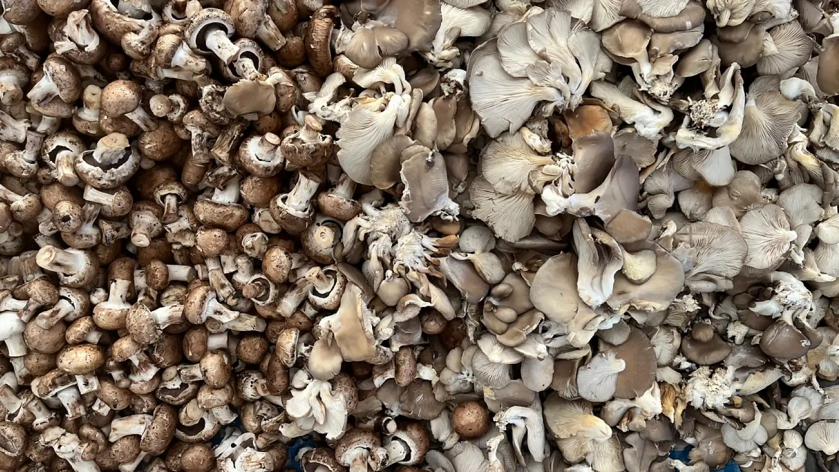 Fethiye Mantarının 300 Gramı 1 Kilo Et Gücünde