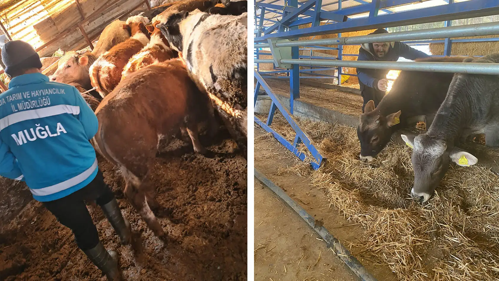 Menteşe'de büyükbaş hayvanlar için şap aşılama çalışmaları devam ediyor