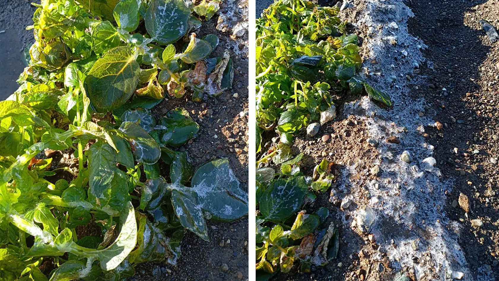 Datça'da zirai don üreticiyi etkiledi