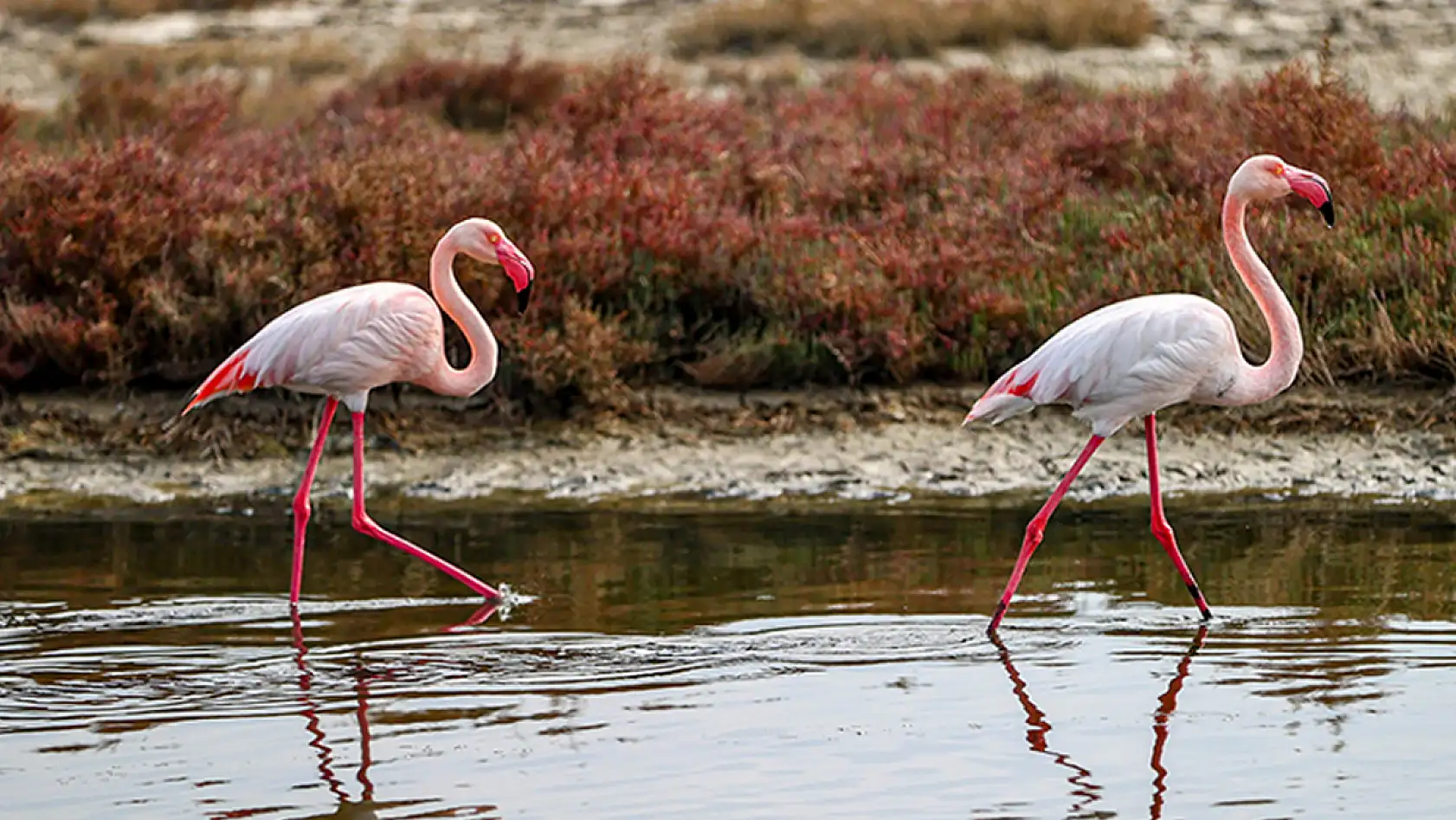 Ege'de sulak alanlardaki su kuşlarının sayısı arttı