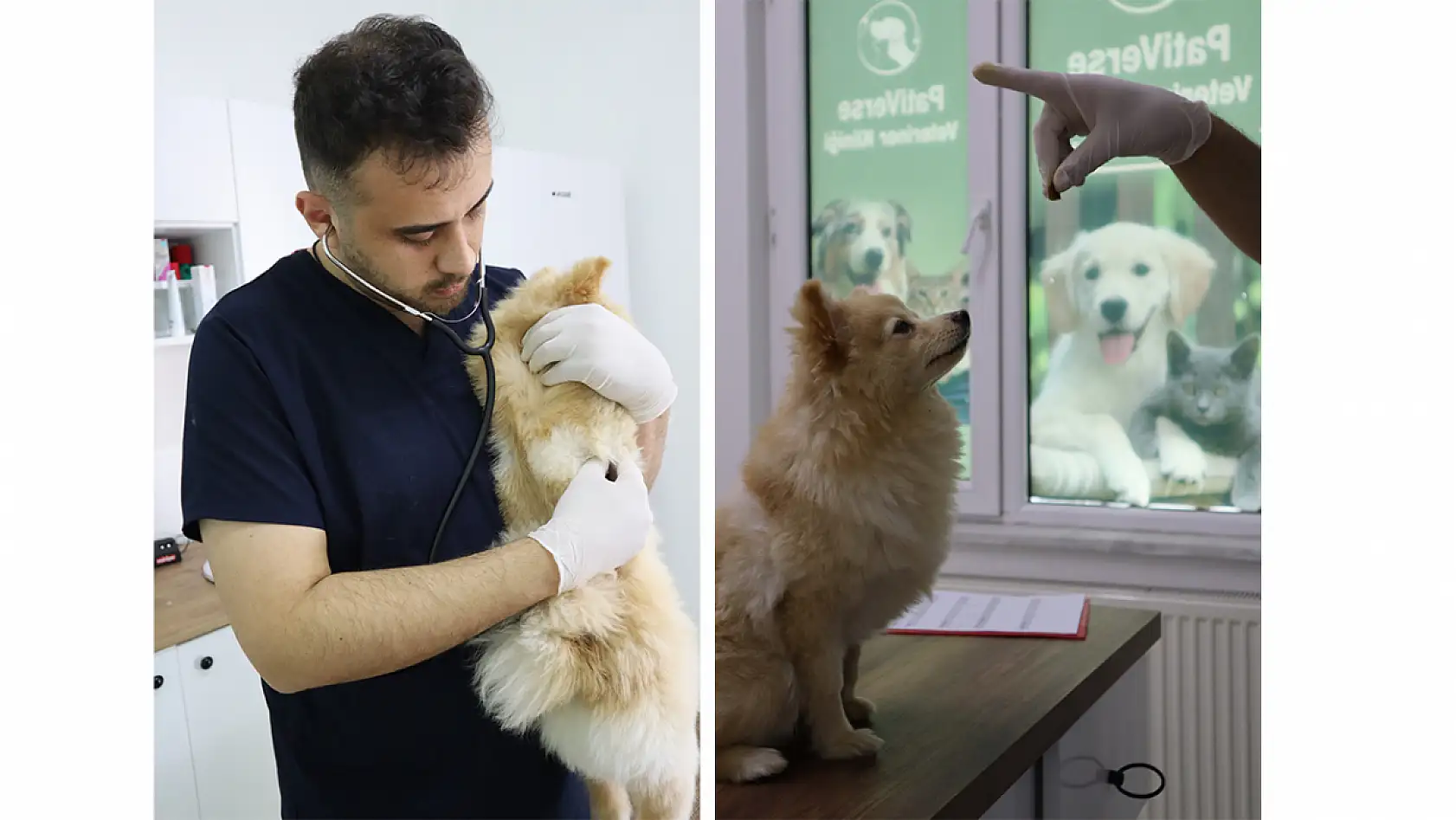 Evcil hayvan sahipleri dikkat! Yaz mevsiminde bunlara dikkat etmek hayati önem taşıyor