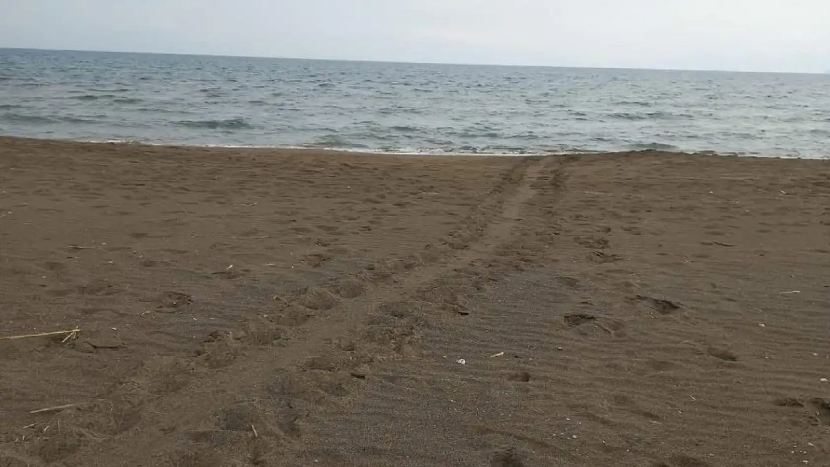 Muğla'da caretta carettalar İztuzu sahiline yumurta bırakmaya başladı