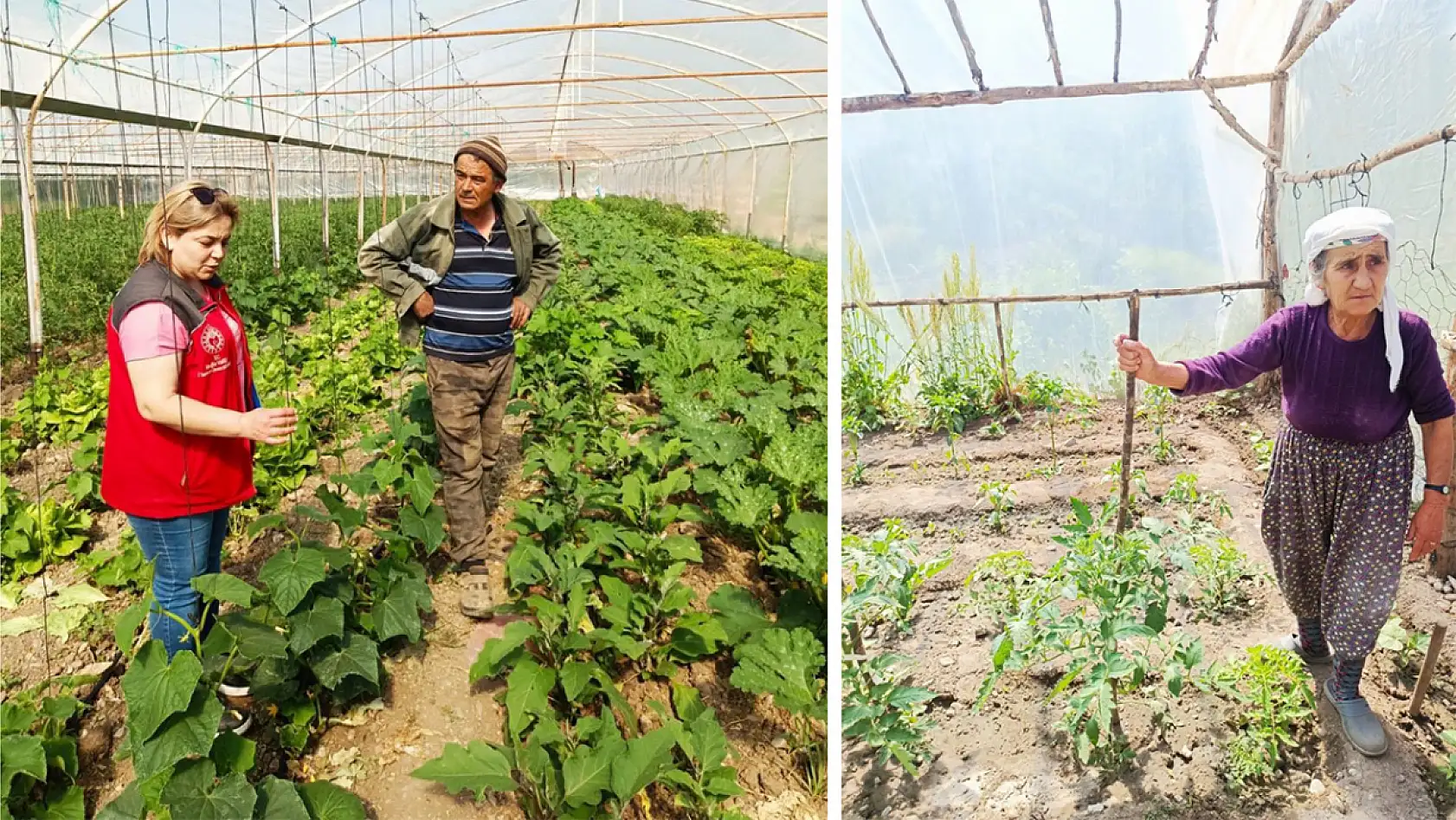 Muğla'da örtü altı sebze üreticilerine teknik destek