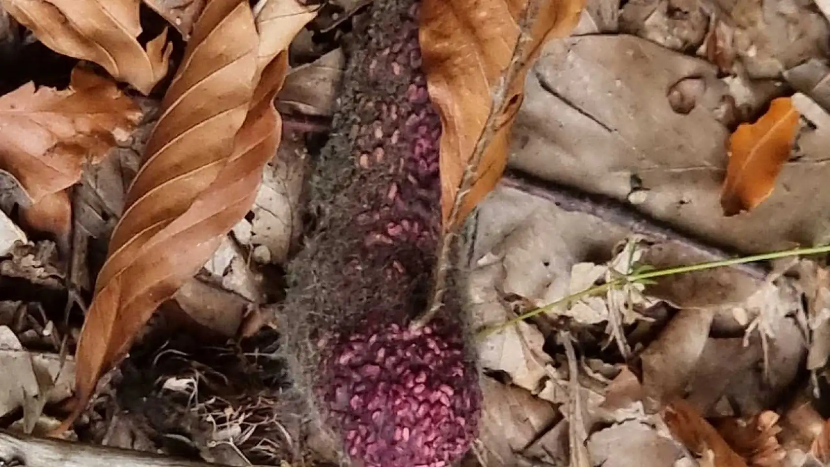 Genç girişimcinin 2 dönümlük ahududu bahçesini ayılar talan etti