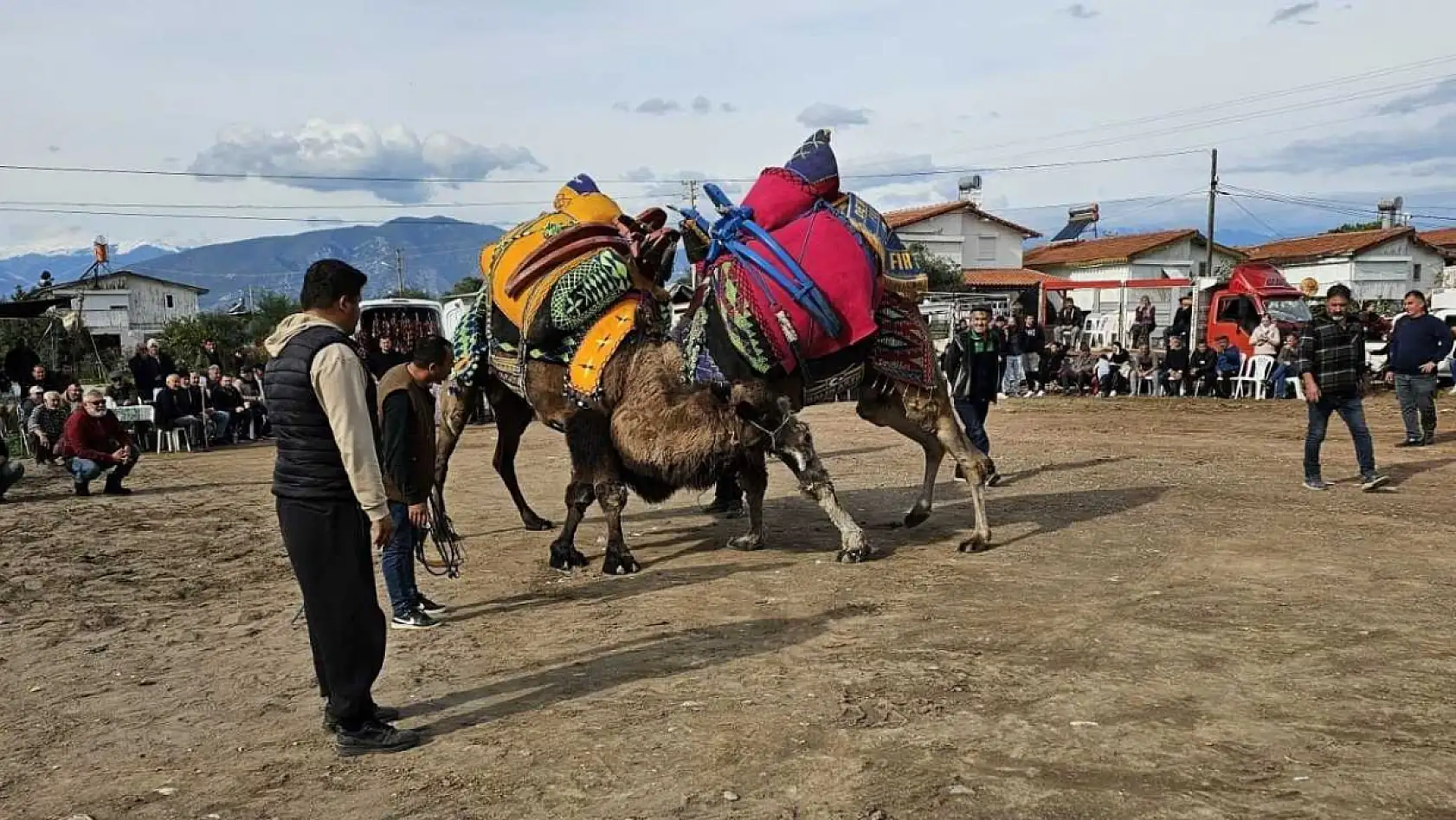 Şap Hastalığı Muğla'daki deve güreşlerini de vurdu