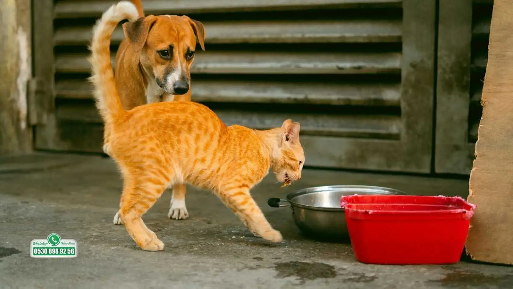 Fethiye'de kış soğuğu sokak hayvanları için hayati tehlike oluşturuyor