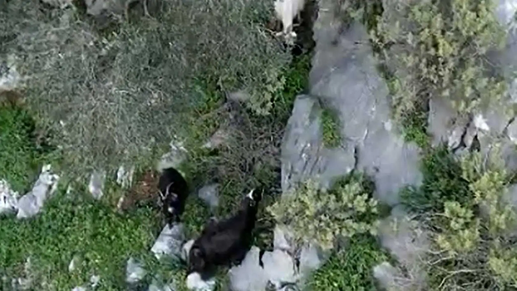 AFAD'dan Ula'da keçi kurtarma operasyonu