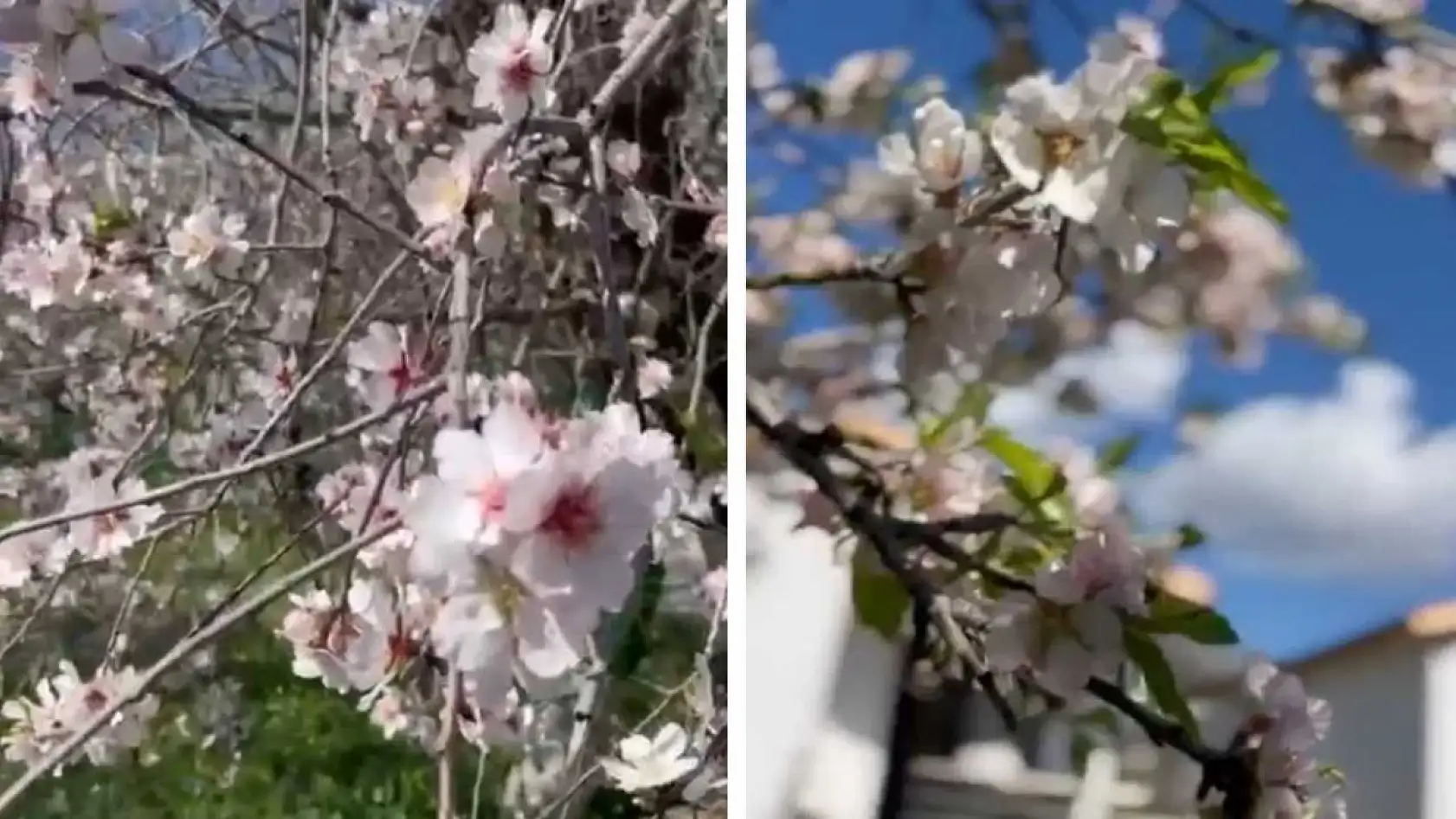 Datça'da badem ağaçları kış ortasında çiçek açtı