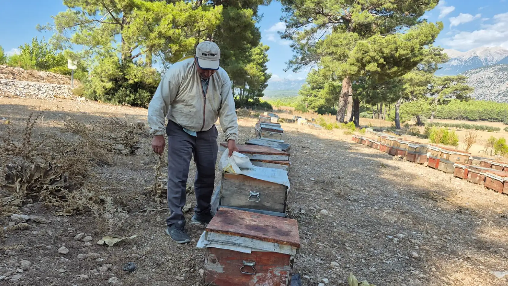 Seydikemer'de Çam Balının Sırrını Emekli Arıcı Anlattı