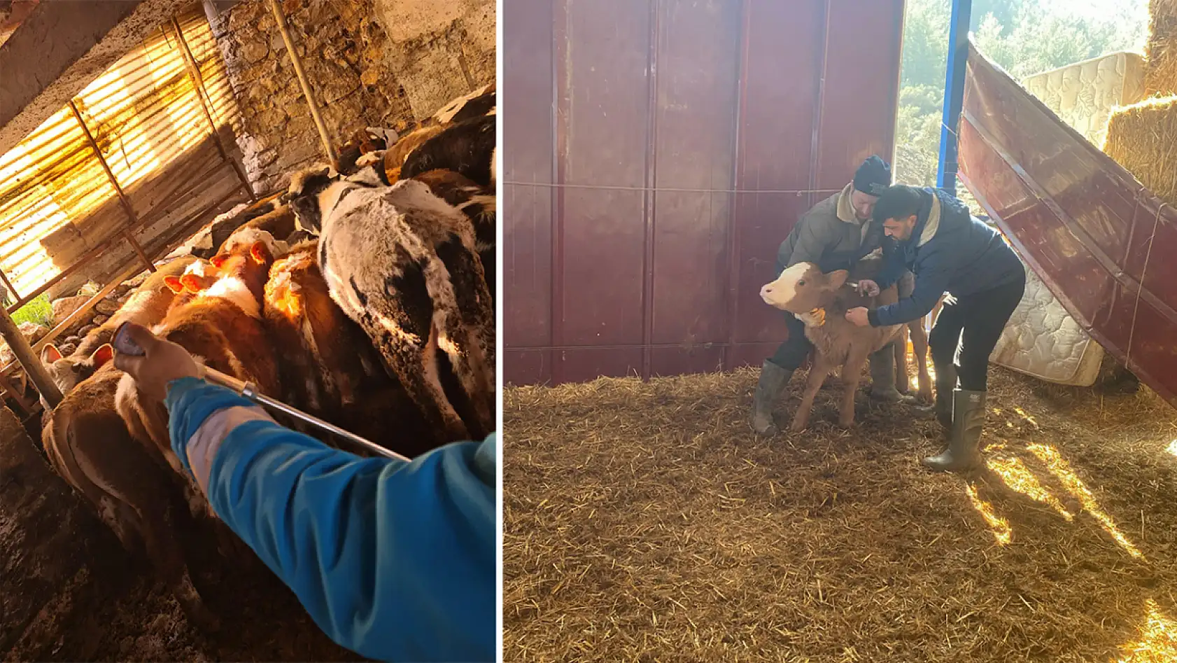 Menteşe'de büyükbaş hayvanlar için şap aşılama çalışmaları devam ediyor