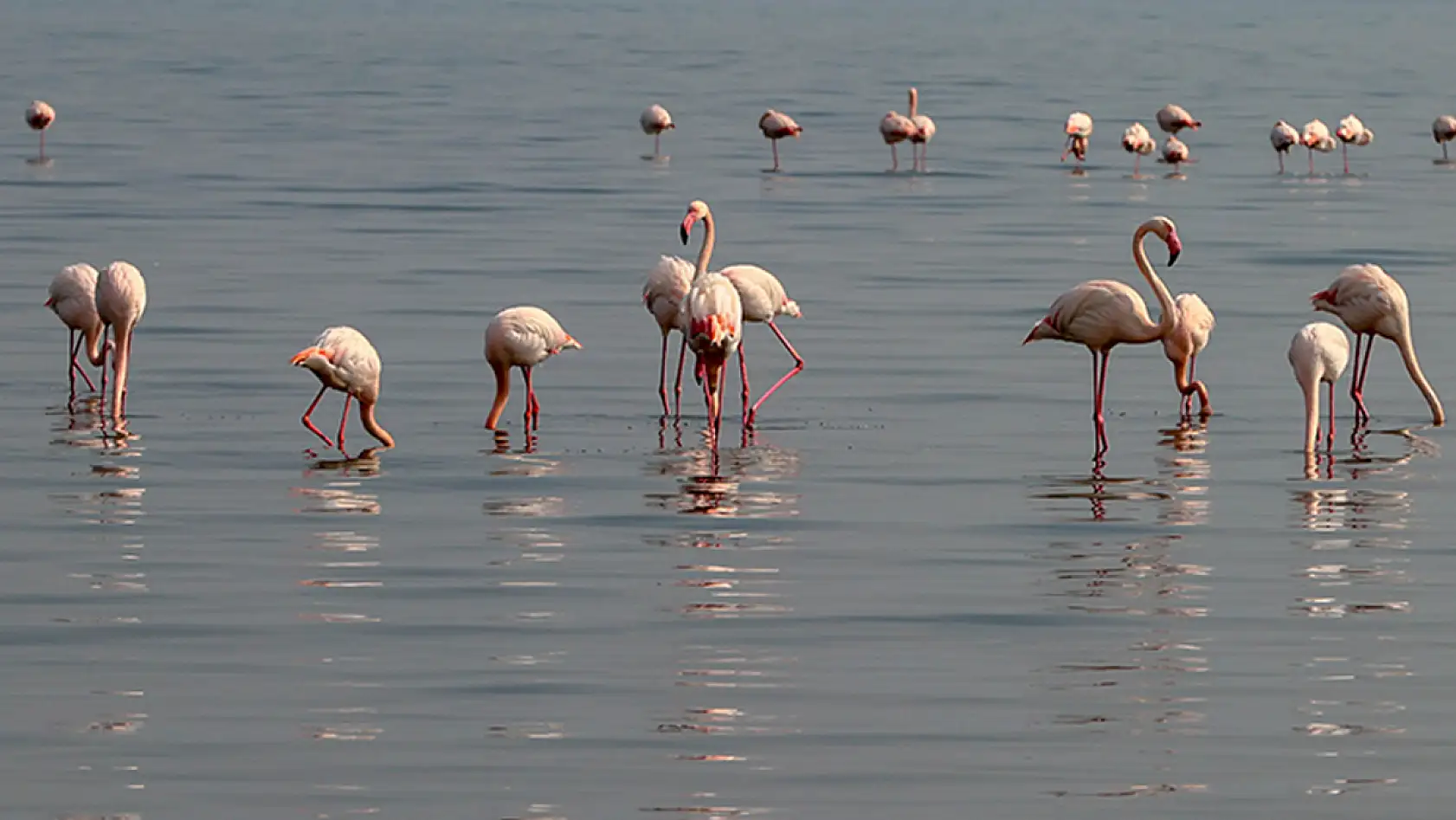 Ege'de sulak alanlardaki su kuşlarının sayısı arttı