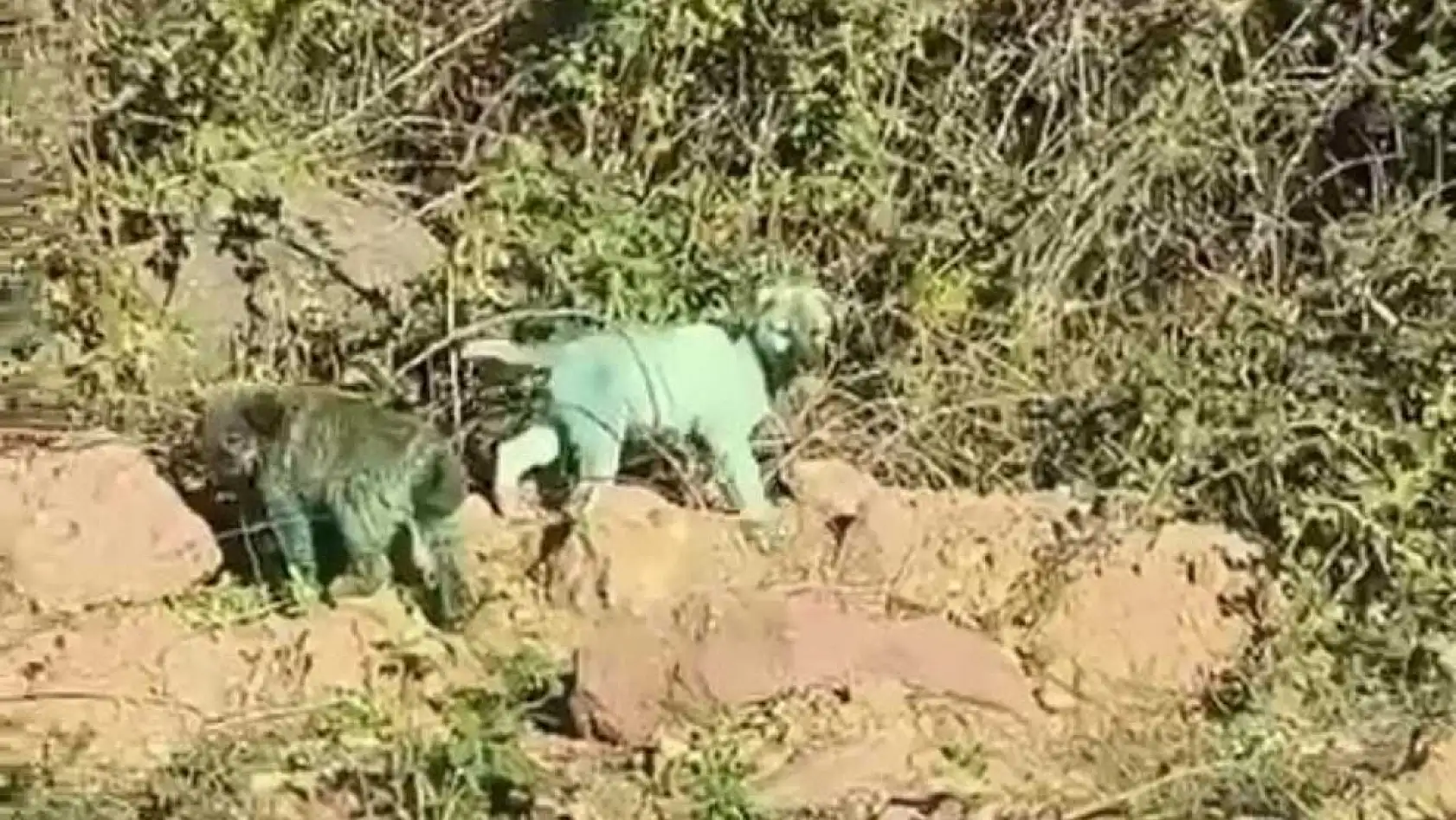 Boyalı köpekler merak uyandırdı