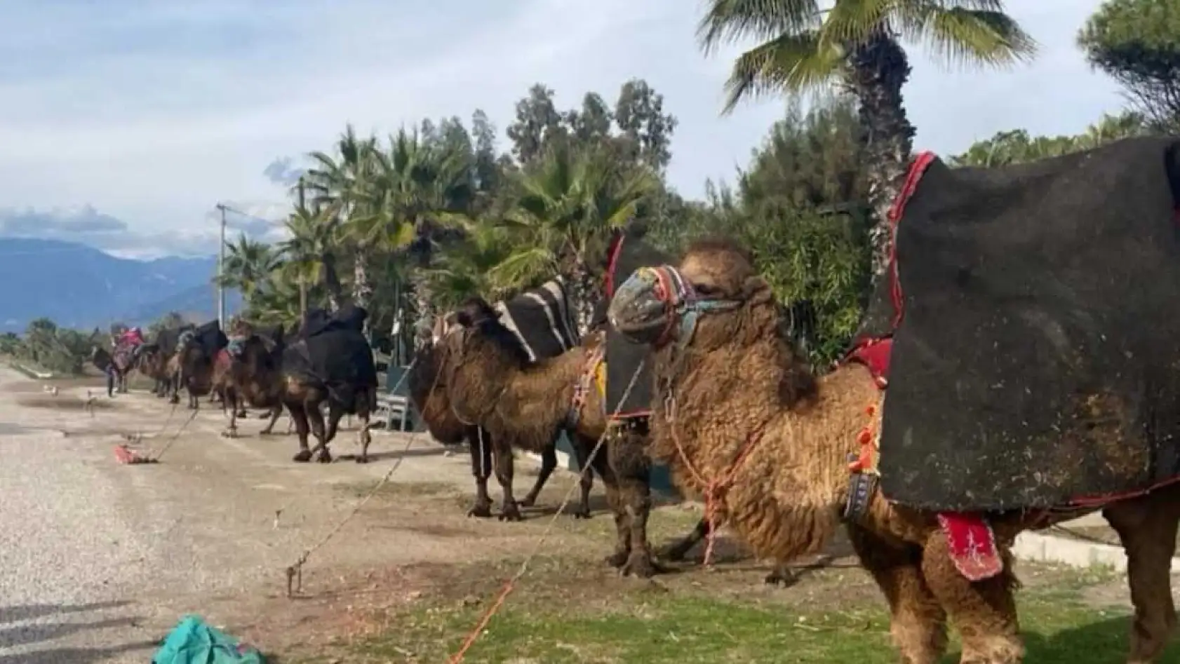 Şap Hastalığı Muğla'daki deve güreşlerini de vurdu