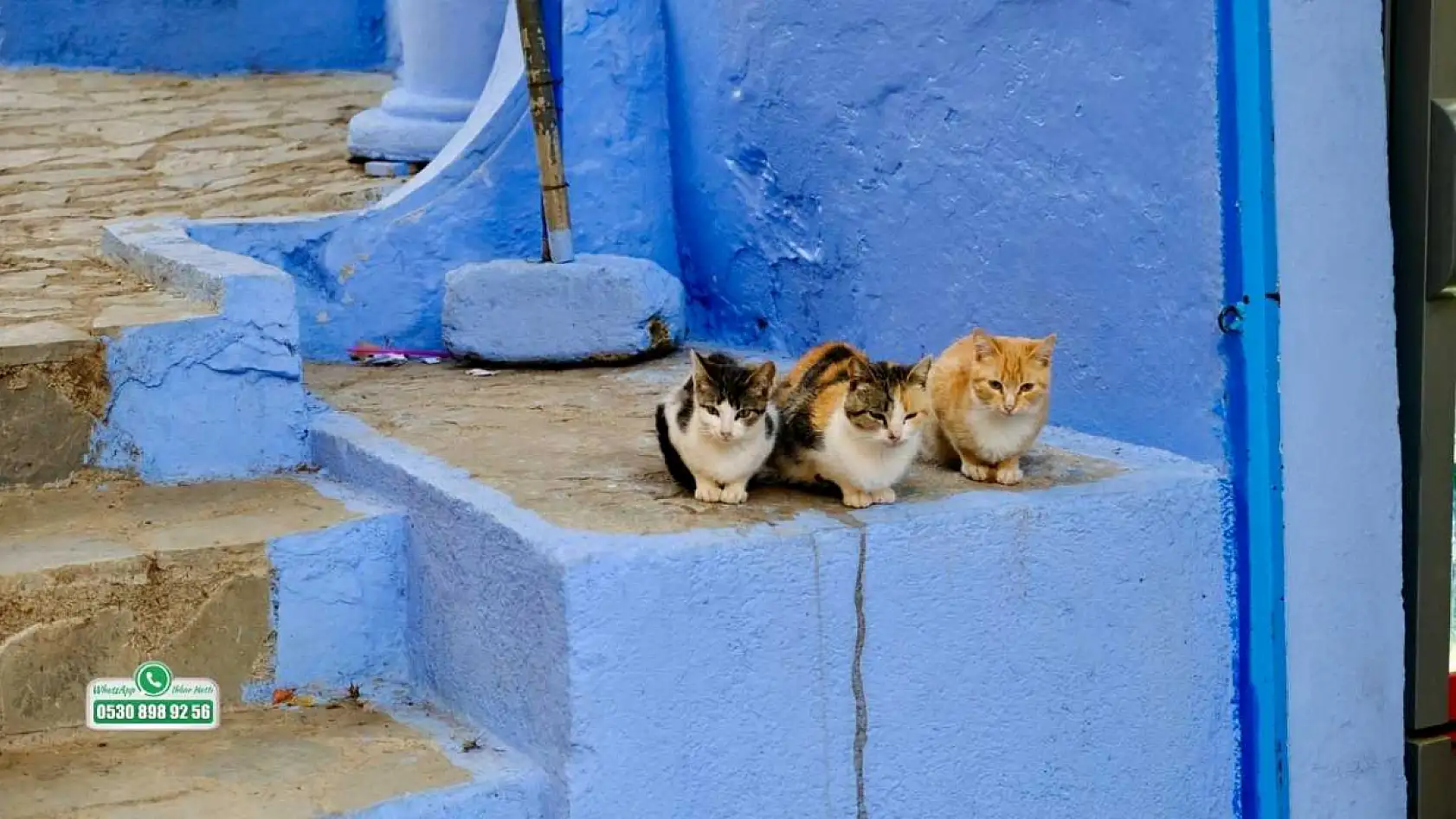 Fethiye'de kış soğuğu sokak hayvanları için hayati tehlike oluşturuyor
