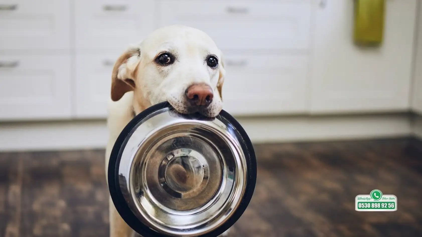 Fethiye'de sokak hayvanlarına beslenme uyarısı! Veterinerden ev yemeği ve balık uyarısı