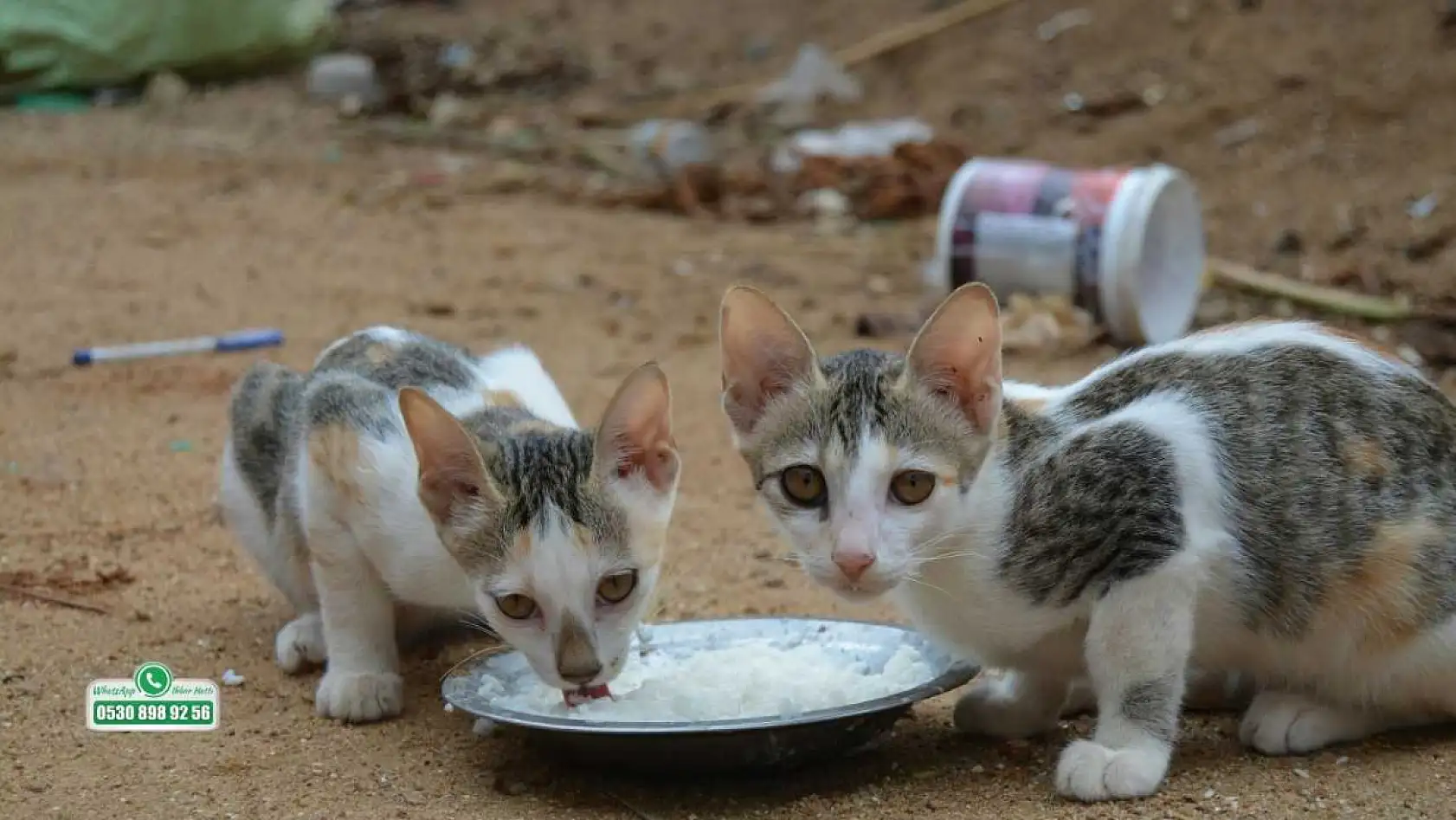 Fethiye'de kış soğuğu sokak hayvanları için hayati tehlike oluşturuyor